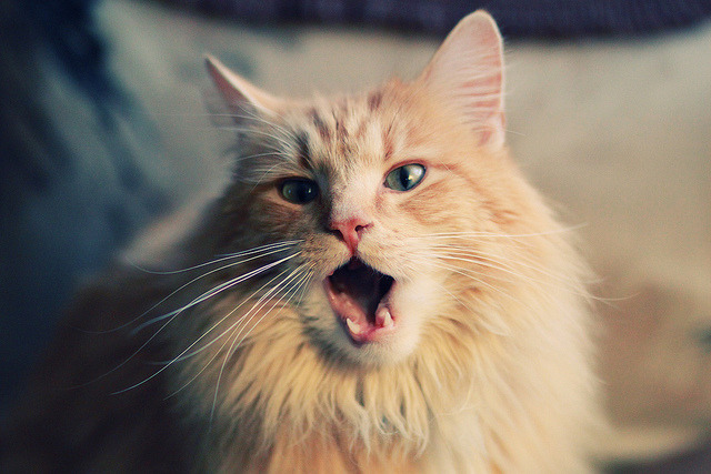 开云体育入口-终极信任，当法国压哨射门遇到凯塞多的不掉线守护