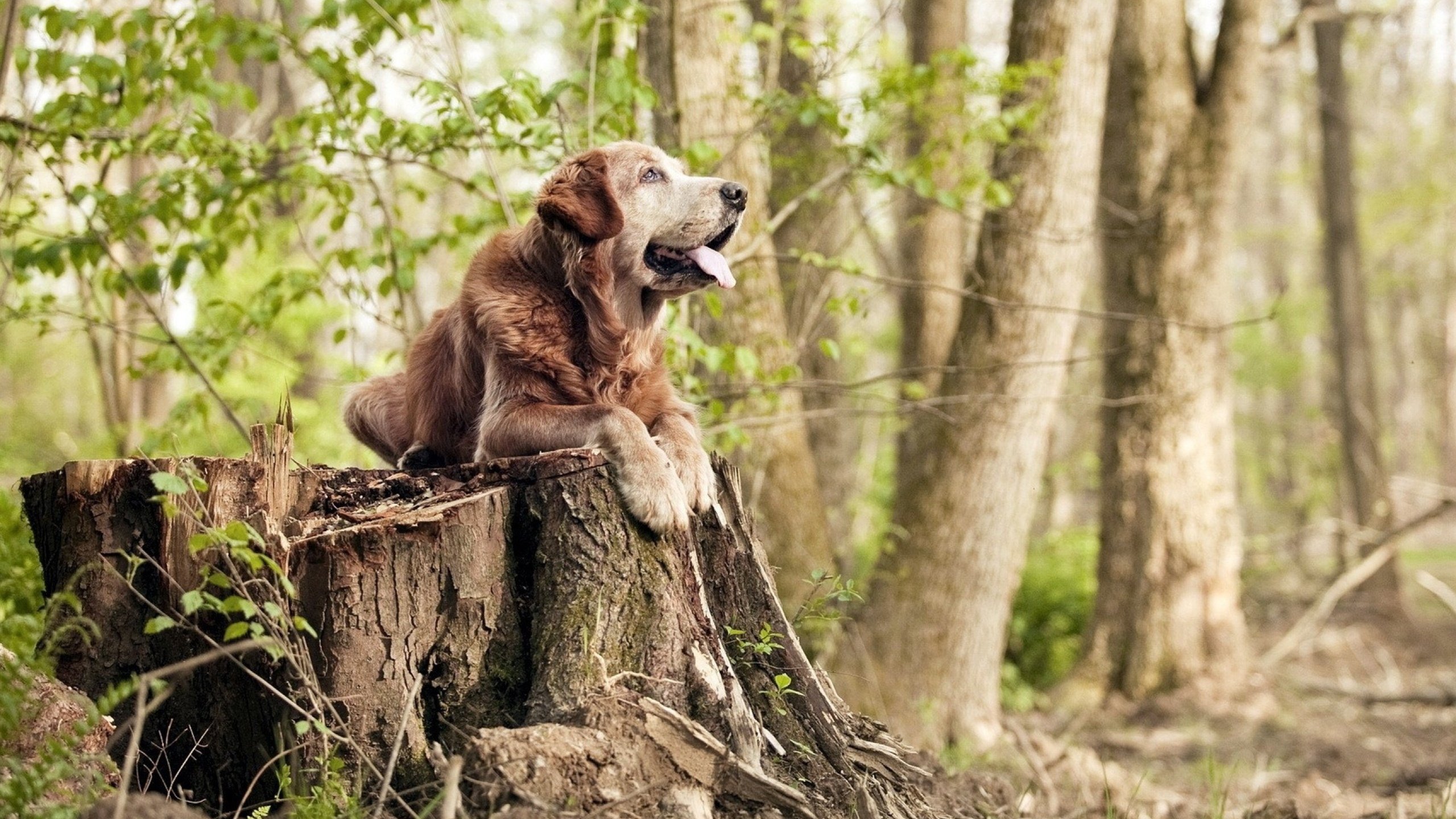 F1新赛季揭幕战之夜，欧文稳定输出，见证不掉线的传奇