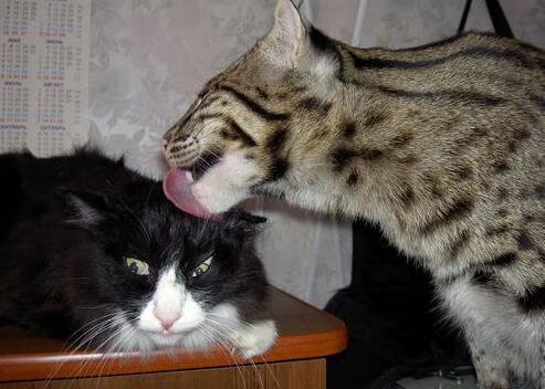 加维的幻影突破,当西班牙金童穿越至法苏之战,防线在真实与虚构间崩塌