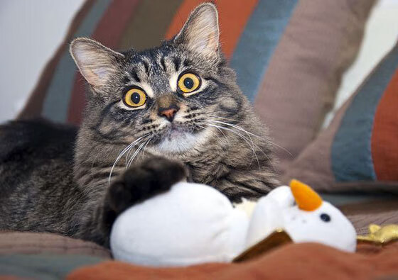 开云体育app-棋高一着,福登闪耀全场,葡萄牙战术布局完美压制拜仁