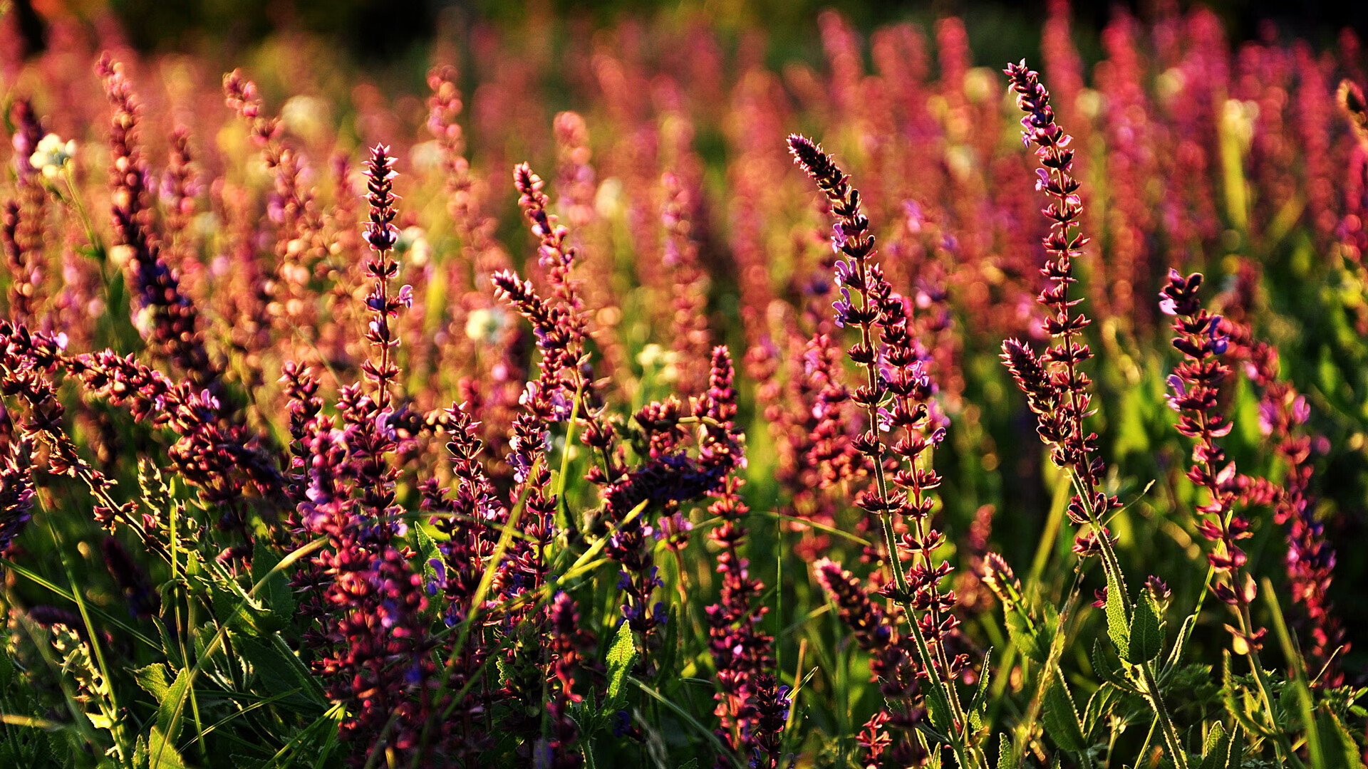 篮球之神降临，班凯罗在中国夜空打出的唯一统治级数据