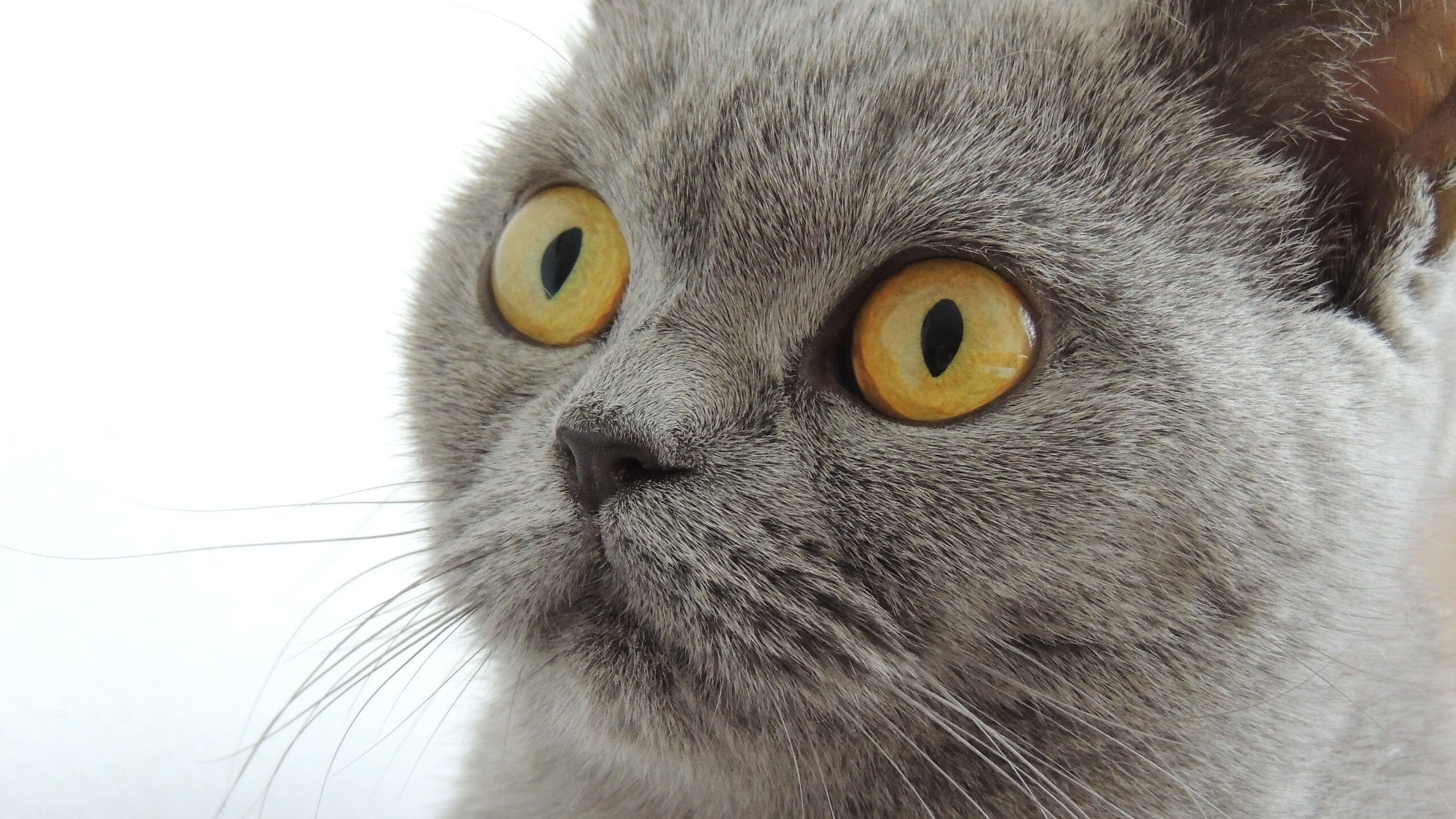 开云体育app-当暴力美学统治赛场，锡安用一记封盖与三记暴扣完成巨星认证