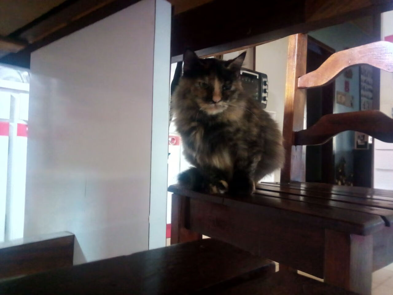 暴雨突袭天山—上海队一波流冲垮新疆,班凯罗攻防两端展露统治力