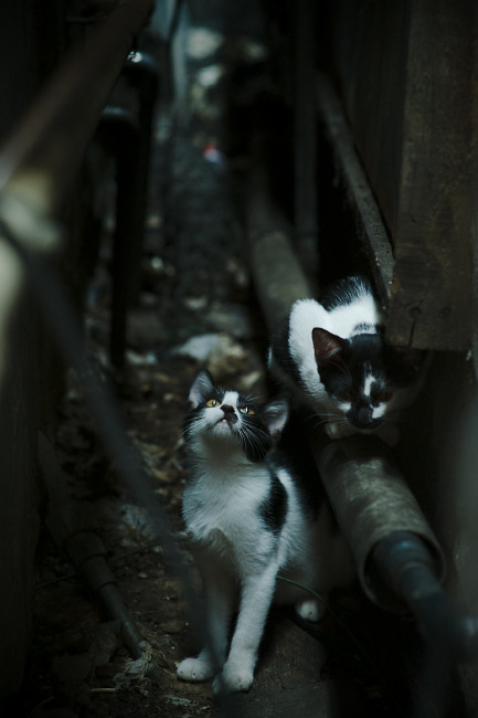 绿茵棋局中的独舞者,本泽马如何以攻防转换核心身份定义拉齐奥对阵西班牙之战的唯一性