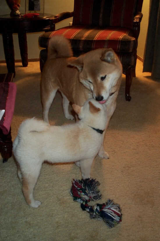 卡拉斯科单骑破局，威尔士叹息之墙锁死瑞典锋芒