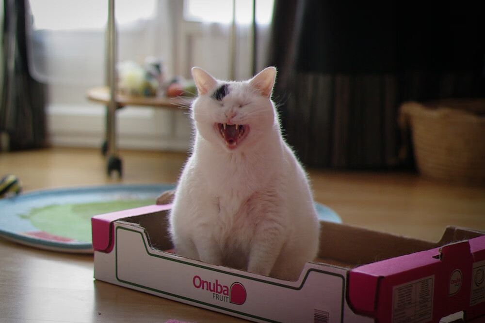 开云体育中国-魔幻现实，当班凯罗的魔术点燃东方赛场，上海队用一记绝杀封存骑士的夜晚