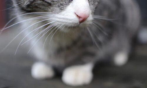 改写28年历史！小贾伦让开拓者撕碎鹈鹕魔咒，这一刻他比得分王更伟大