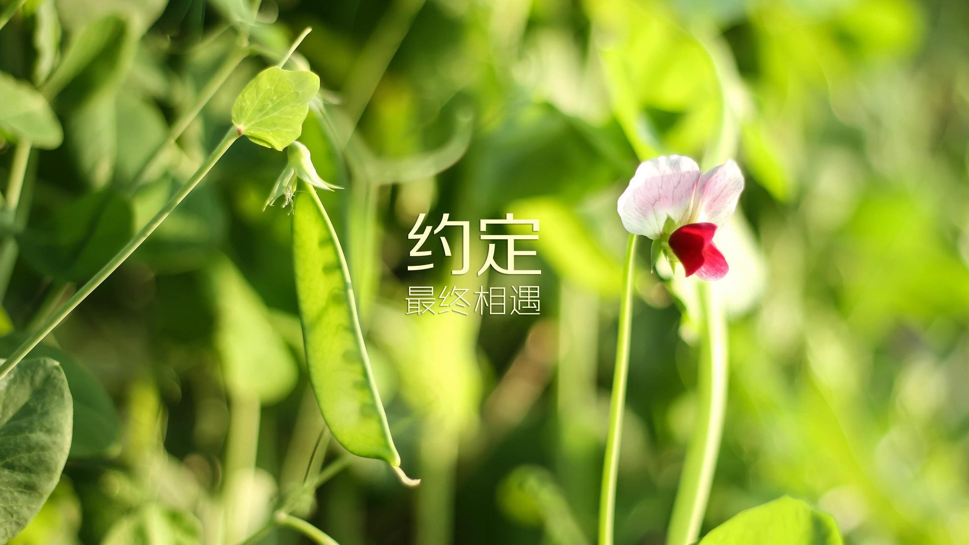 冰与火之歌,阿尔瓦雷斯爆发突破威尔士式钢铁防线,一场浓缩的现代足球战术史诗