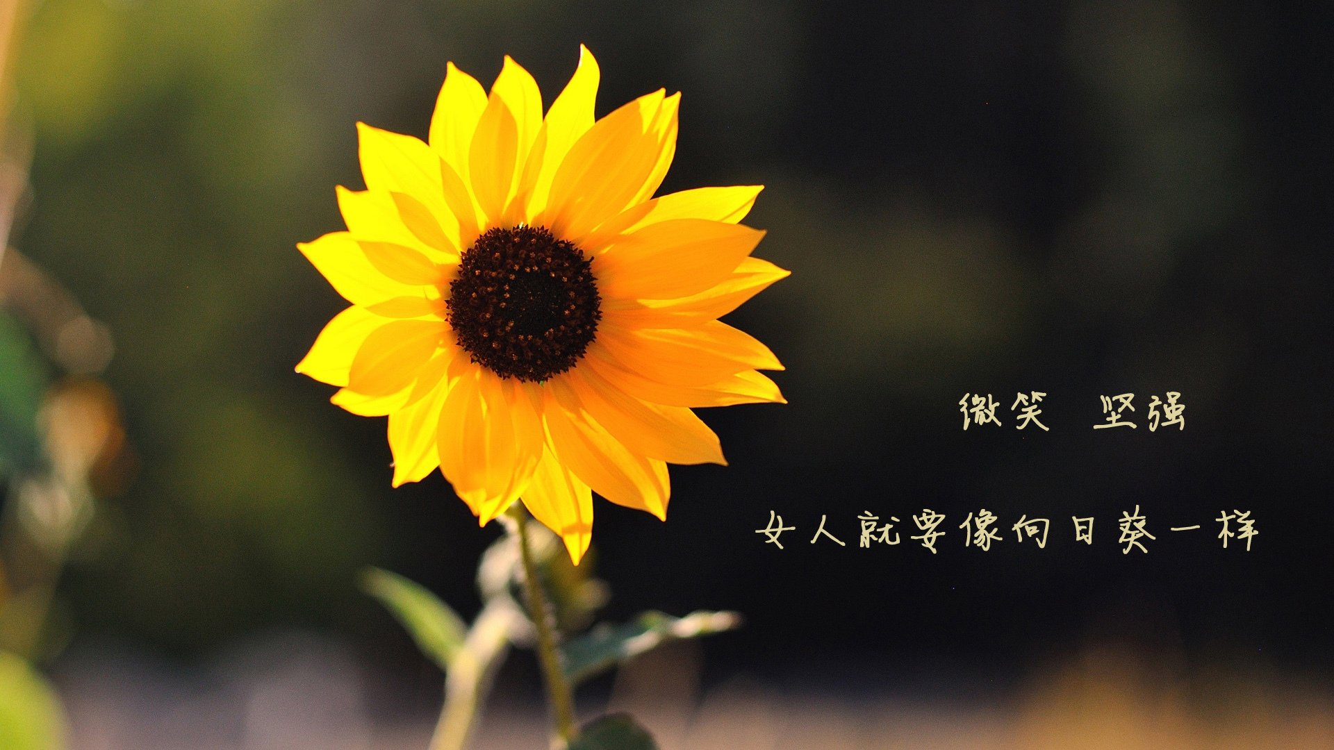 开云平台-驯鹰术，哈登的箭与老鹰脱落的羽毛